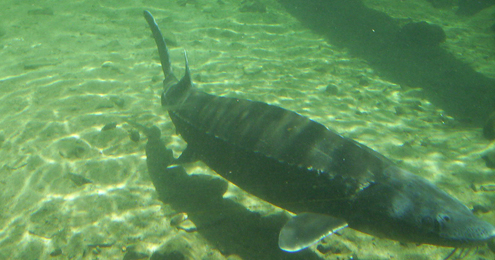 A sturgeon.