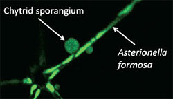 Figure 2. Colony of A. formosa with chytrid sporangia.