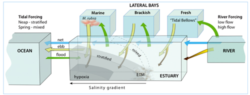  lateral bays, estuarine turbidity maxima, and plankton blooms.