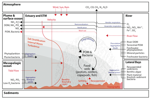 Conceptual diagram of an estuarine turbidity maximum  in the estuary.