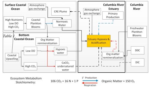 Conceptual diagram illustrating the geographic origin of identified (solid arrows) or proposed (dashed arrows) mechanisms or processes affecting hypoxia and/or acidification in the estuary and plume. Colored arrows indicate where ecosystem metabolic proce