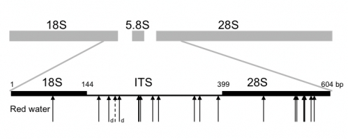 Polymorphisms chart