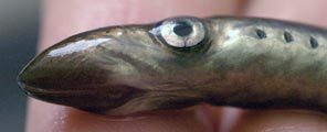 Photo of Juvenile Lamprey